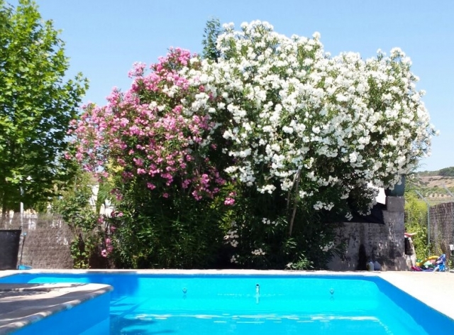  Fiori sopra la piscina 
